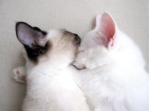 中国篮球职业联赛经济效益分析及可持续发展，中国竞技篮球发展现状