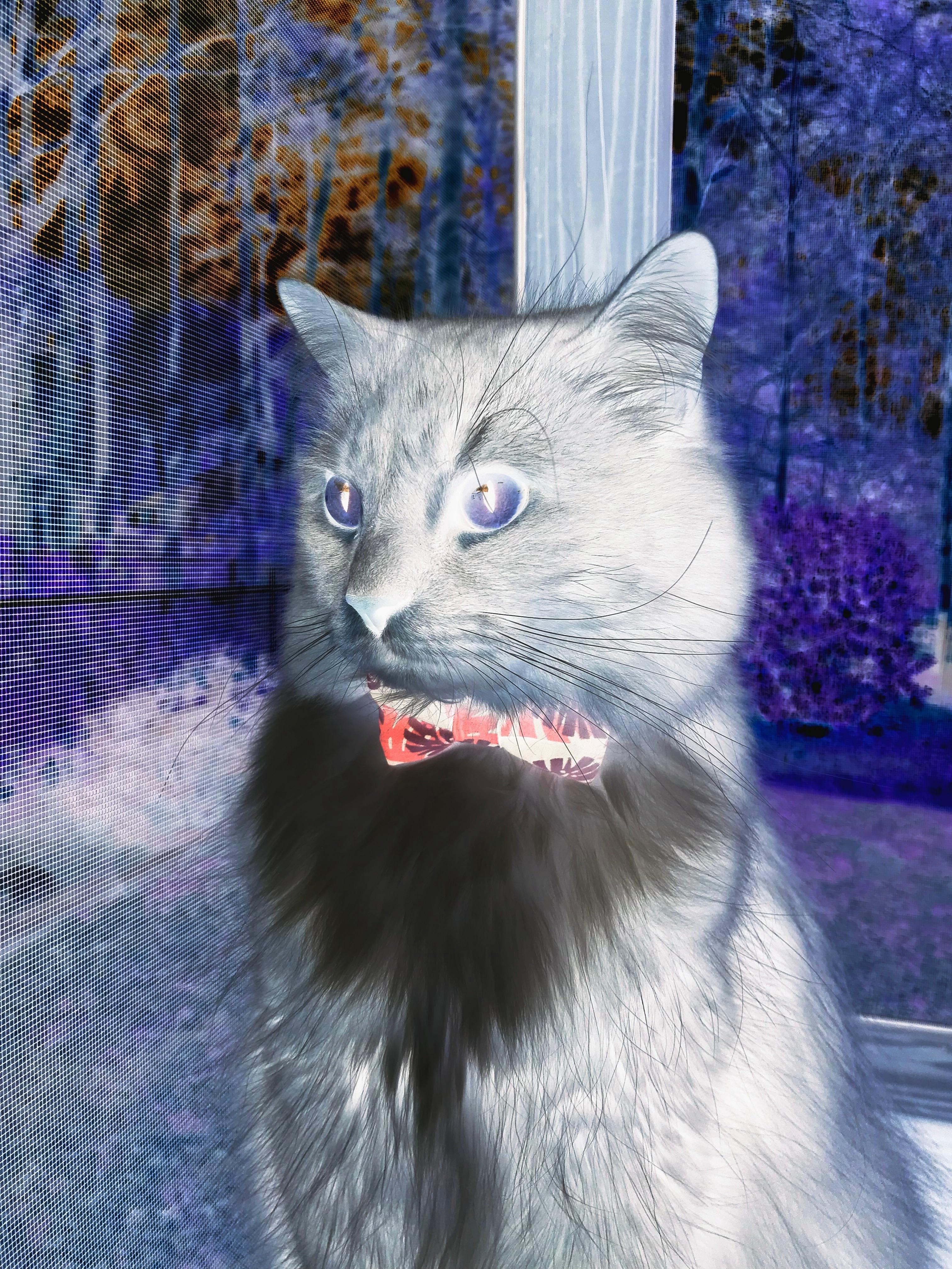 中国篮球教练员战术执行效能提升，篮球教练技能展示