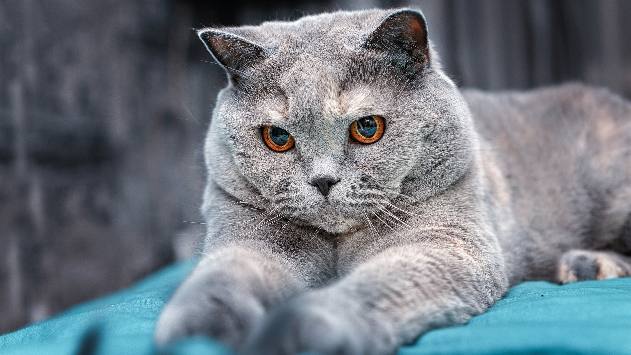 中国篮球青少年篮球发展政策落实及推广效果评估，青少年篮球教育行业分析