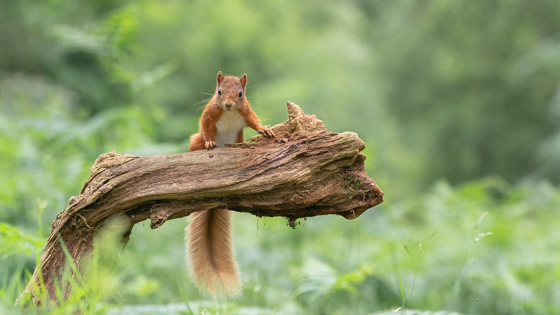新闻中心管理体系认证通过评审，新闻中心部门