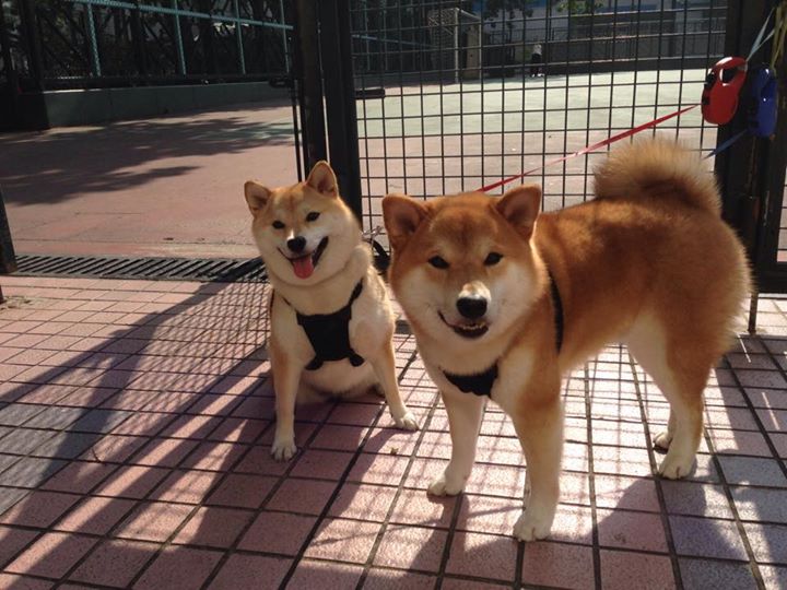 2024年埃及队表现：乒乓世界杯中的崭露头角，埃及乒乓球发展状况