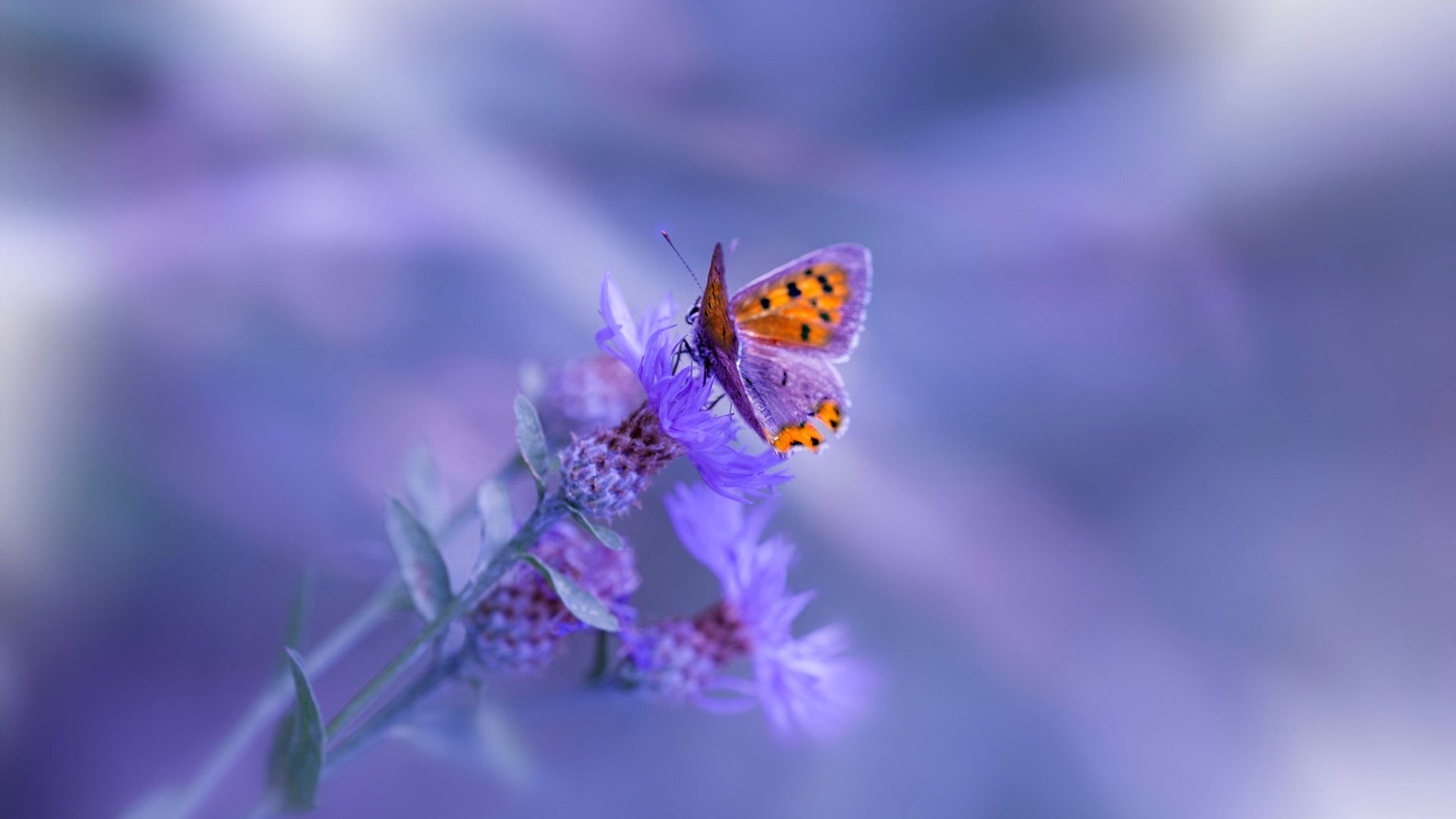 kaiyun sports safe-中超联赛中国女足战平 技术执行相对稳定，2020年中超女足