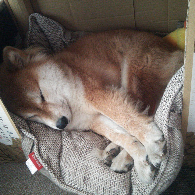 加拿大队赛制透视：如何通过赛制调整优化球队的发挥，加拿大队篮球